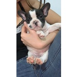 🐶 Bulldog Francese femmina in vendita a Venafro (IS) e in tutta Italia da privato