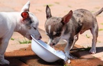 Chihuahua Cuccioli Disponibili - Foto n. 4