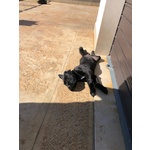 Cucciola cane Corso - Foto n. 3