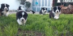 cuccioli di border collie con pedigree ENCI