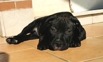 Cuccioli American Pitbull Terrier - Foto n. 3
