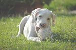 🐶 Dogo Argentino in vendita a Vercelli (VC) e in tutta Italia da privato