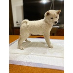Vendo Cuccioli Shiba Inu - Foto n. 1