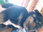 🐶 Rottweiler di 3 mesi in vendita a Salzano (VE) e in tutta Italia da privato