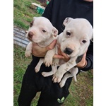 Vendo due Cucciole Pitbull - Foto n. 1