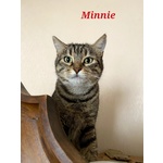Minnie la Timida