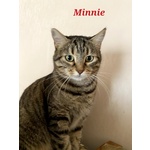Minnie la Timida - Foto n. 4