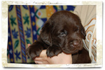 🐶 Labrador in vendita a Napoli (NA) da allevamento