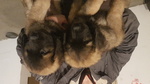 Cuccioli di Leonberger - Foto n. 2