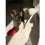 🐶 Bull Terrier maschio di 8 mesi in vendita a Bari (BA) e in tutta Italia da privato