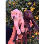 Cuccioli di Labrador Retriver con Pedigree - Foto n. 6