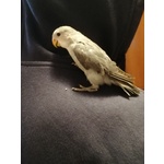 Altri uccelli maschio di 7 mesi in vendita a Verona (VR) da privato