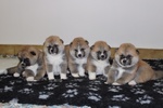 Cuccioli di Akita - Foto n. 2