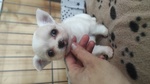 🐶 Chihuahua maschio di 2 mesi in vendita a Novara (NO) e in tutta Italia da privato