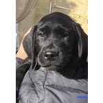 🐶 Labrador maschio di 8 mesi in vendita a Teglio Veneto (VE) e in tutta Italia da privato