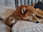 Cuccioli di Shiba Inu - Foto n. 3