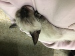 Cucciola di Gatto Siamese - Foto n. 2