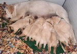 🐶 Labrador di 7 settimane (cucciolo) in vendita a Catania (CT) e in tutta Italia da privato