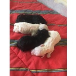 🐶 Barboncino maschio di 4 settimane (cucciolo) in vendita a Vairano Patenora (CE) e in tutta Italia da privato