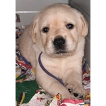 🐶 Labrador di 7 settimane (cucciolo) in vendita a Treviso (TV) e in tutta Italia da privato