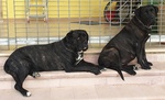 🐶 Cane Corso maschio di 2 mesi in vendita a Assemini (CA) e in tutta Italia da privato