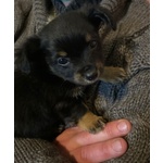 🐶 Pinscher maschio di 5 settimane (cucciolo) in vendita a Bologna (BO) da privato