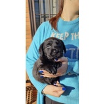 🐶 Labrador di 7 settimane (cucciolo) in vendita a Roma (RM) e in tutta Italia da privato
