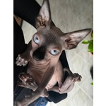 🐱 Sphynx maschio di 6 settimane (cucciolo) in vendita a Vigevano (PV) e in tutta Italia da privato