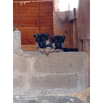 Ultimi Cuccioli Maschi Disponibili - Foto n. 3