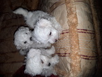 Cuccioli Maltese - Foto n. 3