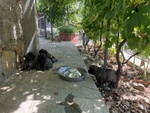 Cuccioli cane da Pastore Della Ciarplanina - Foto n. 4