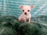 🐶 Chihuahua in vendita a Modena (MO) e in tutta Italia da privato