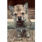 Vendila Cuccioli lupo Cecoslovacco - Foto n. 6