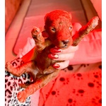 🐶 Barboncino maschio di 3 settimane (cucciolo) in vendita a Milano (MI) e in tutta Italia da privato