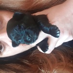 🐶 Chihuahua maschio in vendita a Ferrara (FE) da privato