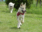 Cuccioli di cane lupo Cecoslovacco - Foto n. 4