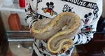 Serpenti femmina di 2 anni e 6 mesi in vendita a Varese (VA) da privato