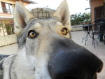 Cuccioli di cane lupo Cecoslovacco - Foto n. 7