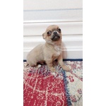🐶 Chihuahua maschio in vendita a Voghera (PV) da privato
