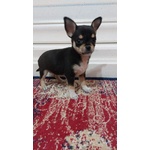 🐶 Chihuahua femmina in vendita a Voghera (PV) da privato