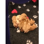 🐶 Cocker Spaniel Inglese di 1 settimana (cucciolo) in vendita a Città di Castello (PG) da privato