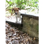 Cuccioli jack Russell Terrier Pedigree Microchip - Foto n. 3
