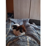 🐶 Beagle femmina di 1 anno e 2 mesi in adozione a Mese (SO) e in tutta Italia da privato