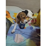 Cucciola di Beagle - Foto n. 2