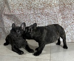Bulldog Francesi - Foto n. 3