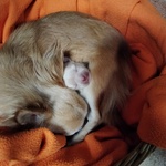 🐶 Chihuahua femmina di 4 mesi in vendita a Novara (NO) e in tutta Italia da privato