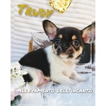 Piccoli Chihuahua Prenotabili con Pedigree - Foto n. 5