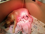 Labrador retriever con pedigree 500 €