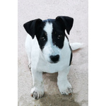 Tito - Jack Russell Terrier