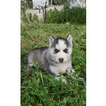 Cuccioli di Siberian Husky - Foto n. 3